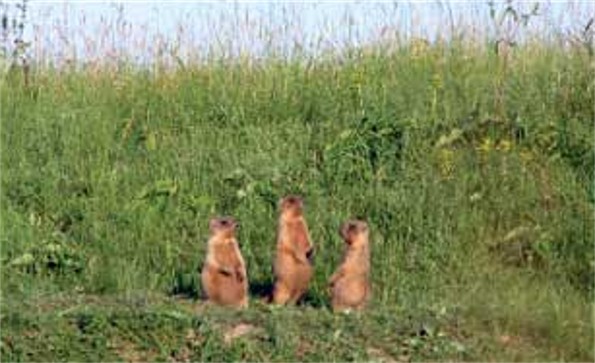 Image - Marmots in the Striltsivskyi Steppe reserve, Luhansk oblast.